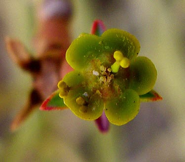 Euphorbia larica flower Flower,Euphorbiaceae,Magnoliopsida,Plantae,Terrestrial,Photosynthetic,Euphorbia,Africa,Euphorbiales,Semi-desert,Tracheophyta