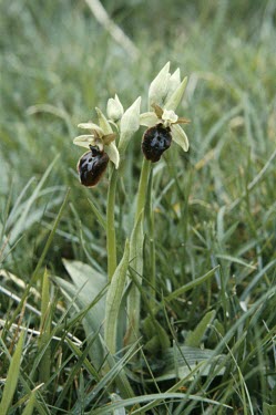Early spider orchids Flower,Mature form,Liliopsida,Europe,Near Threatened,Urban,Orchidaceae,Tracheophyta,Orchidales,Grassland,Terrestrial,Ophrys,Photosynthetic,Plantae,Wildlife and Conservation Act