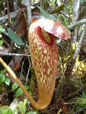 Nepenthes klossii pitcher Mature form,Plantae,Magnoliopsida,Nepenthaceae,Terrestrial,Grassland,Photosynthetic,Nepenthes,CITES,Appendix II,Tracheophyta,Nepenthales,IUCN Red List,Asia,Vulnerable