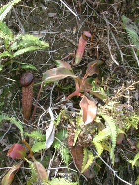 Nepenthes klossii growing in habitat Habitat,Species in habitat shot,Plantae,Magnoliopsida,Nepenthaceae,Terrestrial,Grassland,Photosynthetic,Nepenthes,CITES,Appendix II,Tracheophyta,Nepenthales,IUCN Red List,Asia,Vulnerable