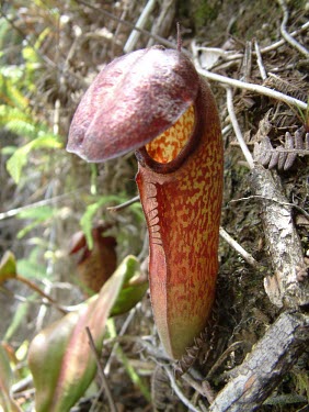Nepenthes klossii Mature form,Plantae,Magnoliopsida,Nepenthaceae,Terrestrial,Grassland,Photosynthetic,Nepenthes,CITES,Appendix II,Tracheophyta,Nepenthales,IUCN Red List,Asia,Vulnerable