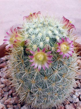 Flowering cultivated biznaguita from above Mature form,Magnoliopsida,microhelia,Terrestrial,Mammillaria,Endangered,Photosynthetic,Plantae,Tracheophyta,Caryophyllales,North America,Cactaceae,South America,IUCN Red List