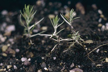Narrow-leaved cudweed seedlings Seedling,Plantae,Asterales,Asteraceae,Magnoliopsida,Heathland,Photosynthetic,Africa,Filago,Agricultural,Critically Endangered,Europe,Anthophyta,Terrestrial