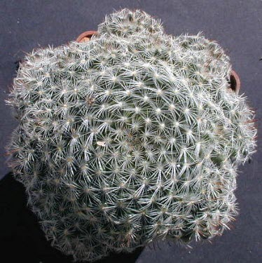Mammillaria nana from above Mature form,IUCN Red List,CITES,Caryophyllales,Least Concern,Appendix II,Terrestrial,South America,Cactaceae,Magnoliopsida,Tracheophyta,Semi-desert,Plantae,Photosynthetic,Mammillaria