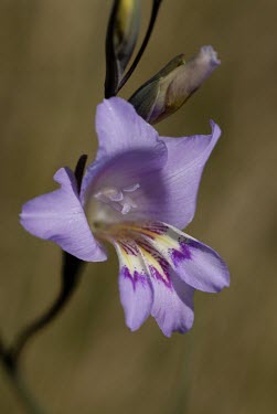 Gladiolus carinatus in flower Flower,Grassland,Liliales,Terrestrial,Heathland,Iridaceae,Gladiolus,Photosynthetic,Plantae,Magnoliopsida,Tracheophyta,Africa