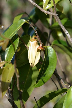 Flower and fruit of Xylopia Flower,Fruits or berries,Leaves,Magnoliales,Annonaceae,Terrestrial,Critically Endangered,Tracheophyta,Magnoliopsida,Forest,Xylopia,Scrub,IUCN Red List,Photosynthetic,Plantae,lamarckii,Mountains,Africa