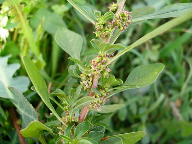 Tumbleweed in flower Leaves,Flower,Mature form,Terrestrial,Africa,Plantae,Not Evaluated,Caryophyllales,Magnoliopsida,Photosynthetic,Tracheophyta,North America,Amaranthaceae,Amaranthus