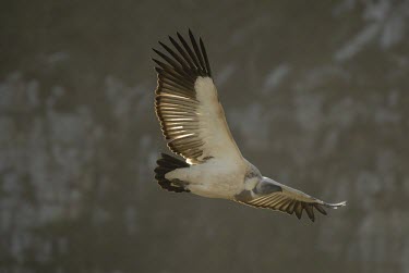 Adult Cape vulture in flight Adult,Flying,Locomotion,Soaring,Aves,Africa,Carnivorous,Terrestrial,Falconiformes,Rainforest,Gyps,Chordata,Vulnerable,Desert,Appendix II,Sub-tropical,Agricultural,Temperate,coprotheres,Animalia,Accipi