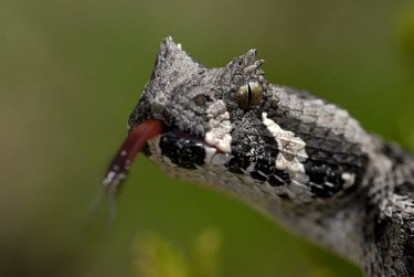 Southern adder with tongue extended, tasting air Adult,Chordata,Squamata,Reptilia,Africa,Viperidae,Bitis,Terrestrial,Carnivorous,Arboreal,Animalia