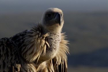 Immature Cape vulture Immature Adult,Aves,Africa,Carnivorous,Terrestrial,Falconiformes,Rainforest,Gyps,Chordata,Vulnerable,Desert,Appendix II,Flying,Sub-tropical,Agricultural,Temperate,coprotheres,Animalia,Accipitridae,IUC