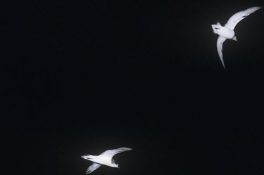 Juan Fernndez petrels in flight at night Flying,Locomotion,Ciconiiformes,Herons Ibises Storks and Vultures,Aves,Birds,Chordates,Chordata,Procellariidae,Shearwaters and Petrels,Temperate,Grassland,Vulnerable,Ocean,externa,Carnivorous,South Am