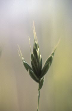 Interrupted brome flower Flower,Liliopsida,Photosynthetic,Europe,Terrestrial,Cyperales,Gramineae,Bromus,Plantae,Tracheophyta,Extinct in the Wild,Agricultural,IUCN Red List