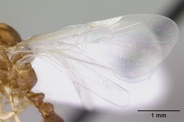 Solenopsis daguerrei specimen wings Solenopsis.,South America,Terrestrial,Hymenoptera,Animalia,Insecta,Formicidae,Vulnerable,Arthropoda,IUCN Red List