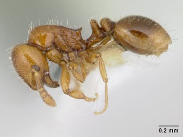 Oxyepoecus bruchi profile Oxyepoecus,Terrestrial,Hymenoptera,Arthropoda,Animalia,South America,Vulnerable,IUCN Red List,Insecta,Formicidae