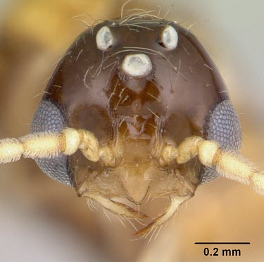 Solenopsis daguerrei specimen, head detail Solenopsis.,South America,Terrestrial,Hymenoptera,Animalia,Insecta,Formicidae,Vulnerable,Arthropoda,IUCN Red List