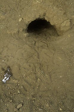 Pink-footed shearwater burrow with tracks General habitat shot (without species),Habitat,Breeding habitat,Procellariidae,Shearwaters and Petrels,Ciconiiformes,Herons Ibises Storks and Vultures,Chordates,Chordata,Aves,Birds,Ocean,Rock,Pacific,