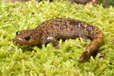 Formosan salamander Chung-Wei Yu Aquatic,Amphibia,Forest,Terrestrial,Hynobius,Asia,Caudata,Hynobiidae,Fresh water,Streams and rivers,Temperate,Chordata,Animalia,Endangered,IUCN Red List