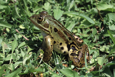 Albanian water frog Adult,Wetlands,Amphibia,Ranidae,Aquatic,Terrestrial,IUCN Red List,Endangered,shqipericus,Chordata,Anura,Pelophylax,Europe,Fresh water,Animalia