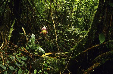 Paphiopedilum hennisianum in primary montane rainforest Mature form,Habitat,Forests,Paphiopedilum,Asia,Orchidaceae,Appendix II,Plantae,Orchidales,Liliopsida,Photosynthetic,Terrestrial,Tracheophyta,Forest