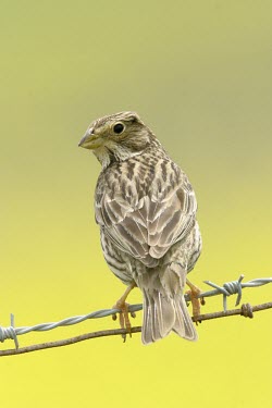 Rear view of a corn bunting Adult,Animalia,Passeriformes,Chordata,Omnivorous,Flying,Agricultural,Europe,Emberizidae,calandra,Aves,Miliaria,IUCN Red List,Least Concern