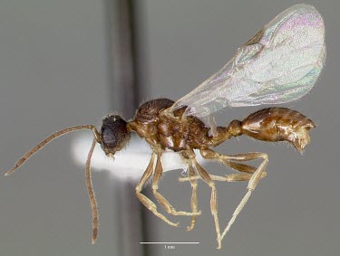 Male Harpagoxenus canadensis specimen, profile Ants,Formicidae,Sawflies, Ants, Wasps, Bees,Hymenoptera,Insects,Insecta,Arthropoda,Arthropods,Wetlands,Animalia,Terrestrial,Vulnerable,Forest,North America,IUCN Red List,Harpogoxenus