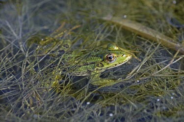 Epirus water frog amongst vegetation in water Adult,Pelophylax,Animalia,Vulnerable,Streams and rivers,Agricultural,epeiroticus,Anura,Aquatic,Terrestrial,Ranidae,Europe,Amphibia,Chordata,IUCN Red List