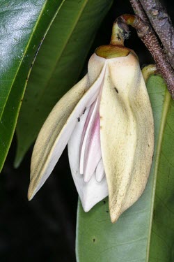 Flower of Xylopia Flower,Magnoliales,Annonaceae,Terrestrial,Critically Endangered,Tracheophyta,Magnoliopsida,Forest,Xylopia,Scrub,IUCN Red List,Photosynthetic,Plantae,lamarckii,Mountains,Africa