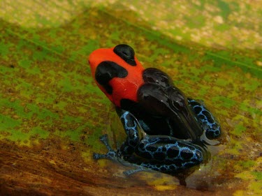 Blessed poison frog carrying tadpoles on back Various larval or tadpole stages,Adult,Tropical,South America,Chordata,Sub-tropical,Terrestrial,IUCN Red List,Carnivorous,Anura,Aquatic,Amphibia,Fresh water,Ranitomeya,Forest,Vulnerable,Animalia,Dendr