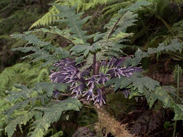 Cyanea horrida in flower Flower,Mature form,Riparian,Terrestrial,Critically Endangered,horrida,North America,IUCN Red List,Magnoliopsida,Photosynthetic,Campanulales,Sub-tropical,Forest,Campanulaceae,Rainforest,Cyanea,Mountain