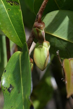 Flower buds of Xylopia Flower,Magnoliales,Annonaceae,Terrestrial,Critically Endangered,Tracheophyta,Magnoliopsida,Forest,Xylopia,Scrub,IUCN Red List,Photosynthetic,Plantae,lamarckii,Mountains,Africa