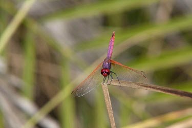 Male violet dropwing on reed Terrestrial,Wetlands,Arthropoda,Animalia,Carnivorous,Libellulidae,Least Concern,Temporary water,Asia,Africa,Ponds and lakes,Insecta,Europe,annulata,Aquatic,Flying,Forest,Streams and rivers,Trithemis,O