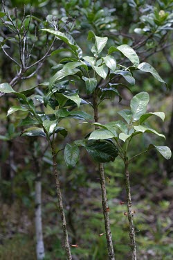 Colea colei Leaves,IUCN Red List,Africa,Magnoliopsida,Bignoniaceae,Scrophulariales,Colea,colei,Endangered,Photosynthetic,Tracheophyta,Plantae