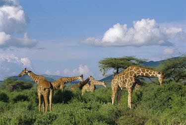 Group of reticulated giraffes browsing Feeding behaviour,Feeding,Giraffidae,Chordata,Terrestrial,Africa,Cetartiodactyla,Savannah,Herbivorous,Endangered,camelopardalis,Animalia,Giraffa,Mammalia,Least Concern,IUCN Red List