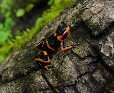 Summers poison frog on bark Adult,Anura,Endangered,South America,Aquatic,Fresh water,Dendrobatidae,Arboreal,Animalia,Terrestrial,Amphibia,Forest,Chordata,Mountains,Ranitomeya,IUCN Red List,Rock