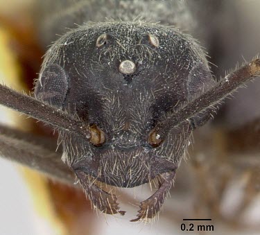 Male Formica talbotae specimen, head detail Sawflies, Ants, Wasps, Bees,Hymenoptera,Ants,Formicidae,Insects,Insecta,Arthropoda,Arthropods,Animalia,Terrestrial,North America,IUCN Red List,Vulnerable,Formica