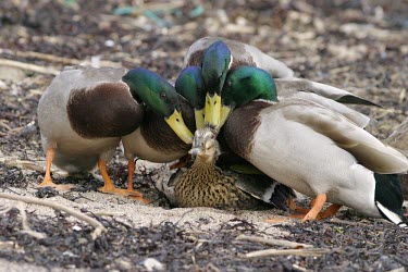 Male mallard ducks attempting to mate with female Reproduction,Copulation,Waterfowl,Anseriformes,Chordates,Chordata,Ducks, Geese, Swans,Anatidae,Aves,Birds,Terrestrial,Herbivorous,platyrhynchos,North America,Europe,Urban,Temporary water,Ponds and lak