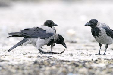 Hooded crows on beach Social behaviour,How does it live ?,Passeriformes,Agricultural,Shore,Omnivorous,Temperate,Europe,Chordata,Aves,Urban,Corvus,Corvidae,Flying,Animalia,Terrestrial,Common