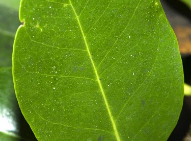 Close up of a mangrove leaf with salt crystals Mature form,Leaves,Avicenniaceae,Avicennia,Photosynthetic,Asia,Not Evaluated,Aquatic,Tracheophyta,Terrestrial,Plantae,Mangrove,Lamiales,Magnoliopsida,IUCN Red List,Least Concern