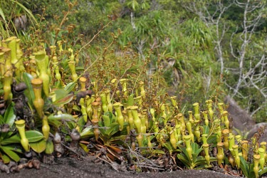 Nepenthes pervillei habit Mature form,Magnoliopsida,Nepenthales,Nepenthaceae,Plantae,pervillei,Appendix II,Nepenthes,Africa,Tropical,Carnivorous,Vulnerable,Terrestrial,Photosynthetic,Scrub,Tracheophyta,IUCN Red List