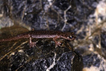 Sardinian cave salamander, side view Adult,Vulnerable,Caudata,Atylodes,Rock,Europe,Carnivorous,Plethodontidae,Forest,Terrestrial,Subterranean,Temperate,Animalia,IUCN Red List,Chordata,Amphibia