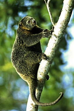 Bear cuscus climbing a tree Climbing,Locomotion,Diprotodontia,Kangaroos, Wallabies,Phalangeridae,Mammalia,Mammals,Chordates,Chordata,Arboreal,Animalia,Ailurops,Herbivorous,Agricultural,Vulnerable,Asia,ursinus,Sub-tropical,IUCN R