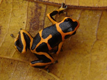 Summers poison frog, toes of front leg gripping leaf midrib Adult,Anura,Endangered,South America,Aquatic,Fresh water,Dendrobatidae,Arboreal,Animalia,Terrestrial,Amphibia,Forest,Chordata,Mountains,Ranitomeya,IUCN Red List,Rock