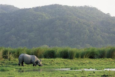 Indian rhinoceros grazing in habitat Feeding,Feeding behaviour,Habitat,Species in habitat shot,Freshwater,Wetlands,Rhinocerous,Rhinocerotidae,Mammalia,Mammals,Chordates,Chordata,Perissodactyla,Odd-toed Ungulates,Asia,Forest,Animalia,unic