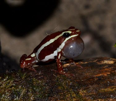 Male phantasmal poison frog calling Adult Male,Adult,Mating or Territorial calls,What does it sound like ?,Dendrobatidae,Sub-tropical,Streams and rivers,Terrestrial,Tropical,Animalia,South America,Amphibia,Epipedobates,Endangered,Anura,