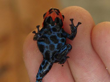 Blessed poison frog, ventral view Adult,Tropical,South America,Chordata,Sub-tropical,Terrestrial,IUCN Red List,Carnivorous,Anura,Aquatic,Amphibia,Fresh water,Ranitomeya,Forest,Vulnerable,Animalia,Dendrobatidae