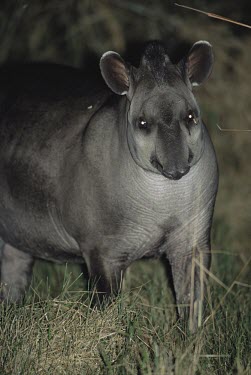 Lowland tapir at night Adult,Chordates,Chordata,Perissodactyla,Odd-toed Ungulates,Mammalia,Mammals,Tapirs,Tapiridae,Rainforest,Tapirus,Appendix II,Streams and rivers,terrestris,Animalia,Herbivorous,South America,Terrestrial
