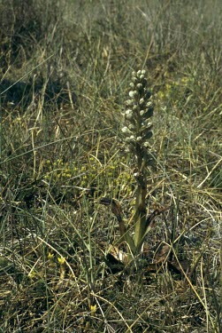 Lizard orchid in bud Mature form,Scrub,Terrestrial,Symbiotic,Photosynthetic,Tracheophyta,Plantae,Temperate,Europe,Liliopsida,Orchidales,Urban,Grassland,Wildlife and Conservation Act,Vulnerable,Sand-dune,Orchidaceae,Himant