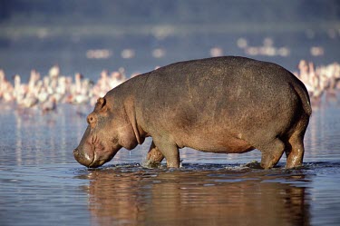 Hippopotamus standing in lake Adult,Hippopotamidae,Hippopotamuses,Mammalia,Mammals,Even-toed Ungulates,Artiodactyla,Chordates,Chordata,Appendix II,Aquatic,Ponds and lakes,Omnivorous,Hippopotamus,Cetartiodactyla,Vulnerable,amphibiu