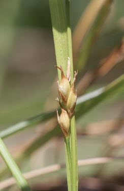 Starved wood-sedge fruits Fruits or berries,Wildlife and Conservation Act,Europe,Critically Endangered,Agricultural,Liliopsida,Asia,Anthophyta,Broadleaved,Terrestrial,Cyperales,Carex,Cyperaceae,Plantae,Photosynthetic