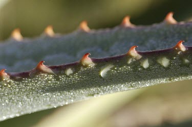 Detail of a bitter aloe leaf Leaves,Liliales,Terrestrial,Liliaceae,Plantae,Liliopsida,Photosynthetic,Heathland,Appendix II,Africa,Grassland,Tracheophyta,Aloe